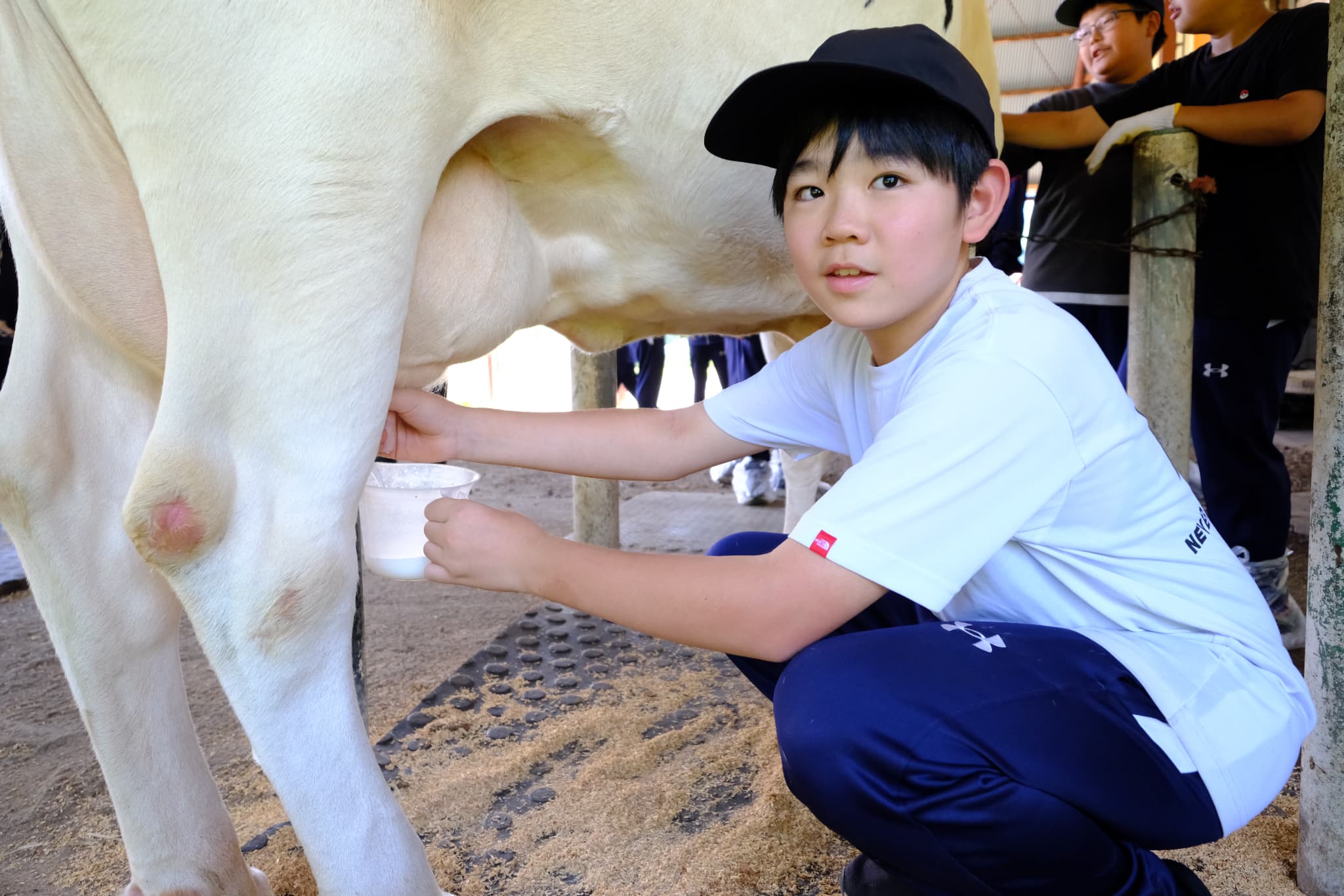 牛の搾乳体験の様子。この後ローストビーフをいただき、命をつなぐ大切さを学んだ